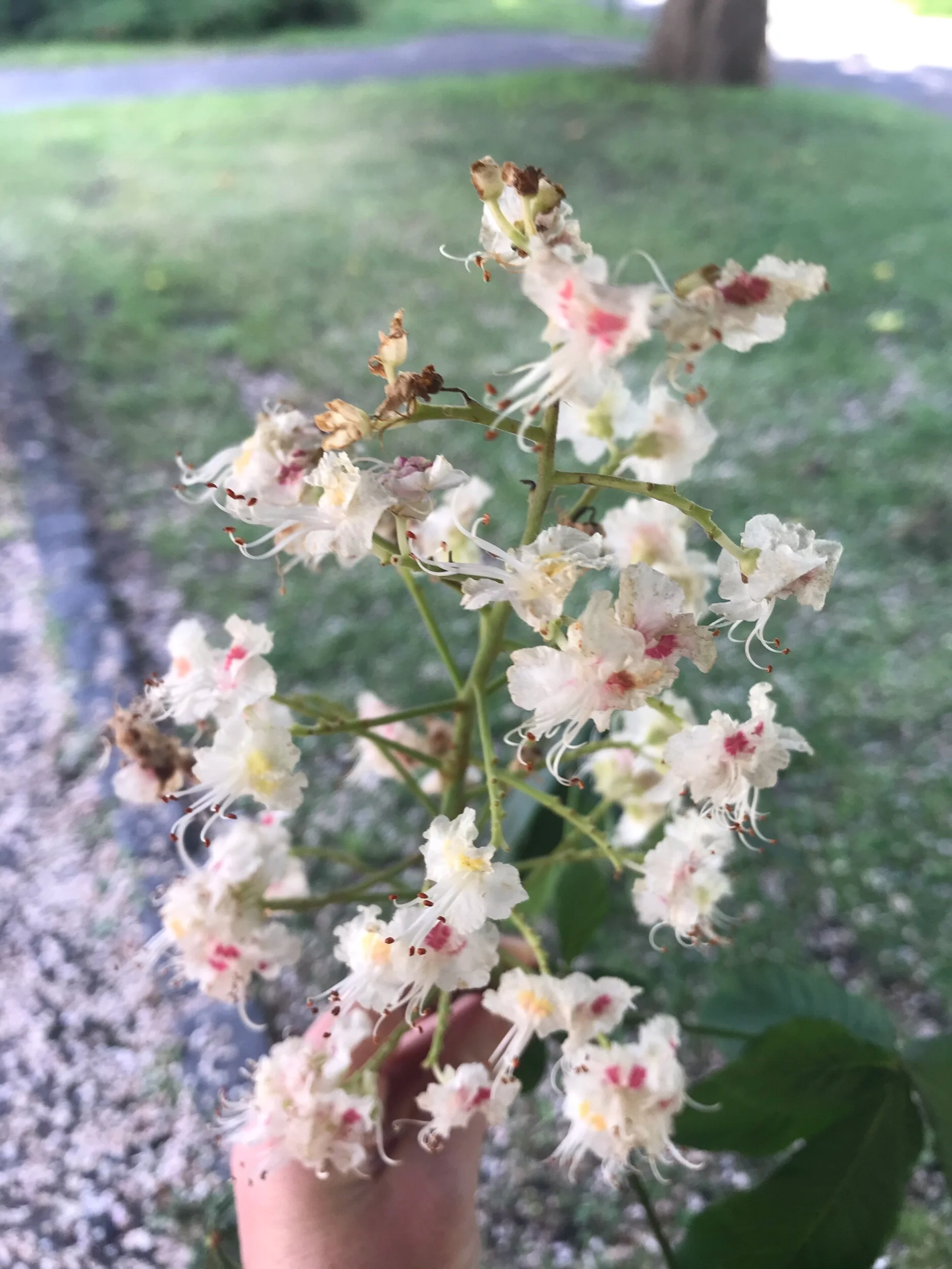 This is one of the branches from that tree. So pretty!