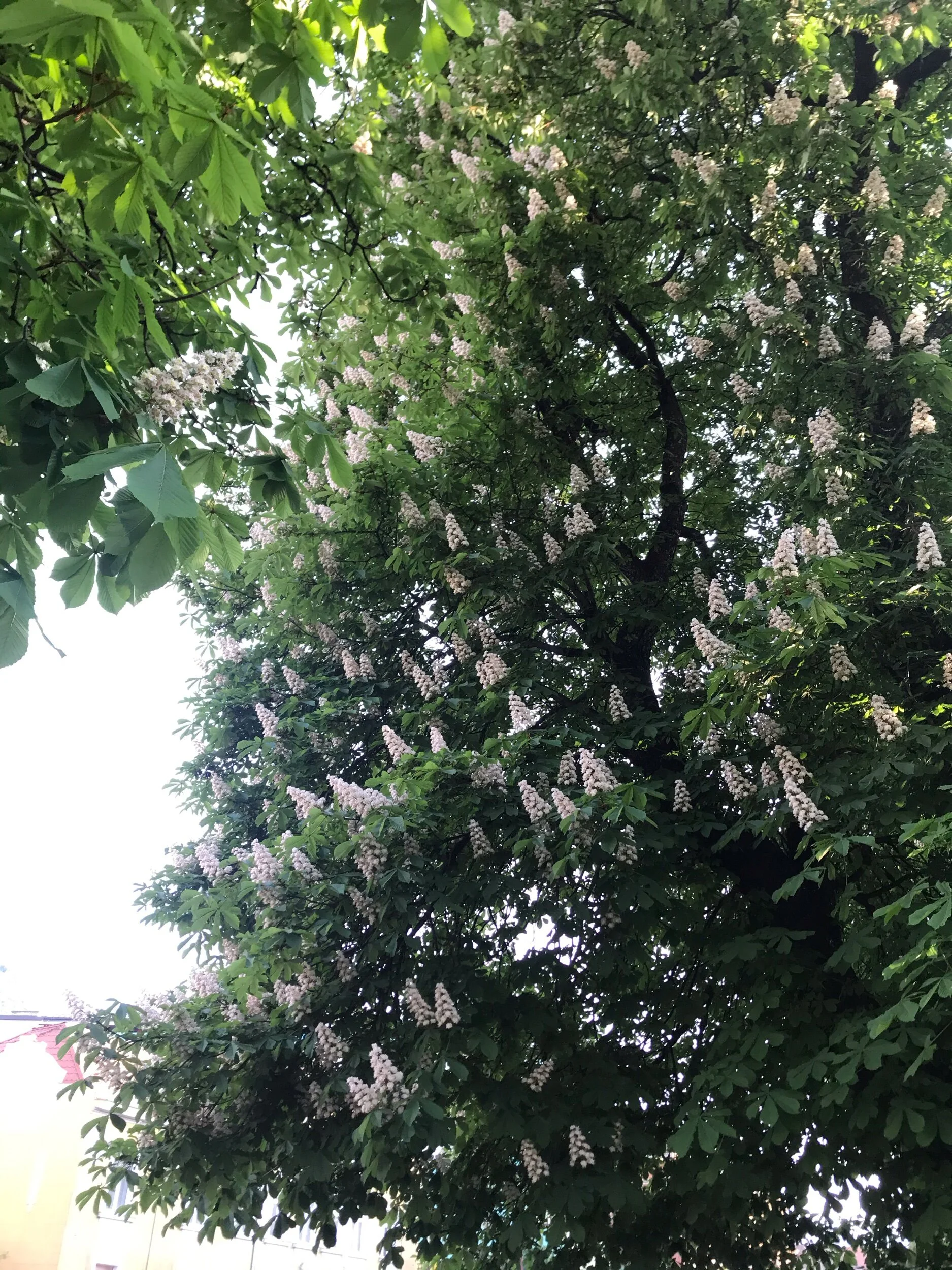 This tree blooms these beautiful cone shaped bouquets. I had never seen this kind of tree before!