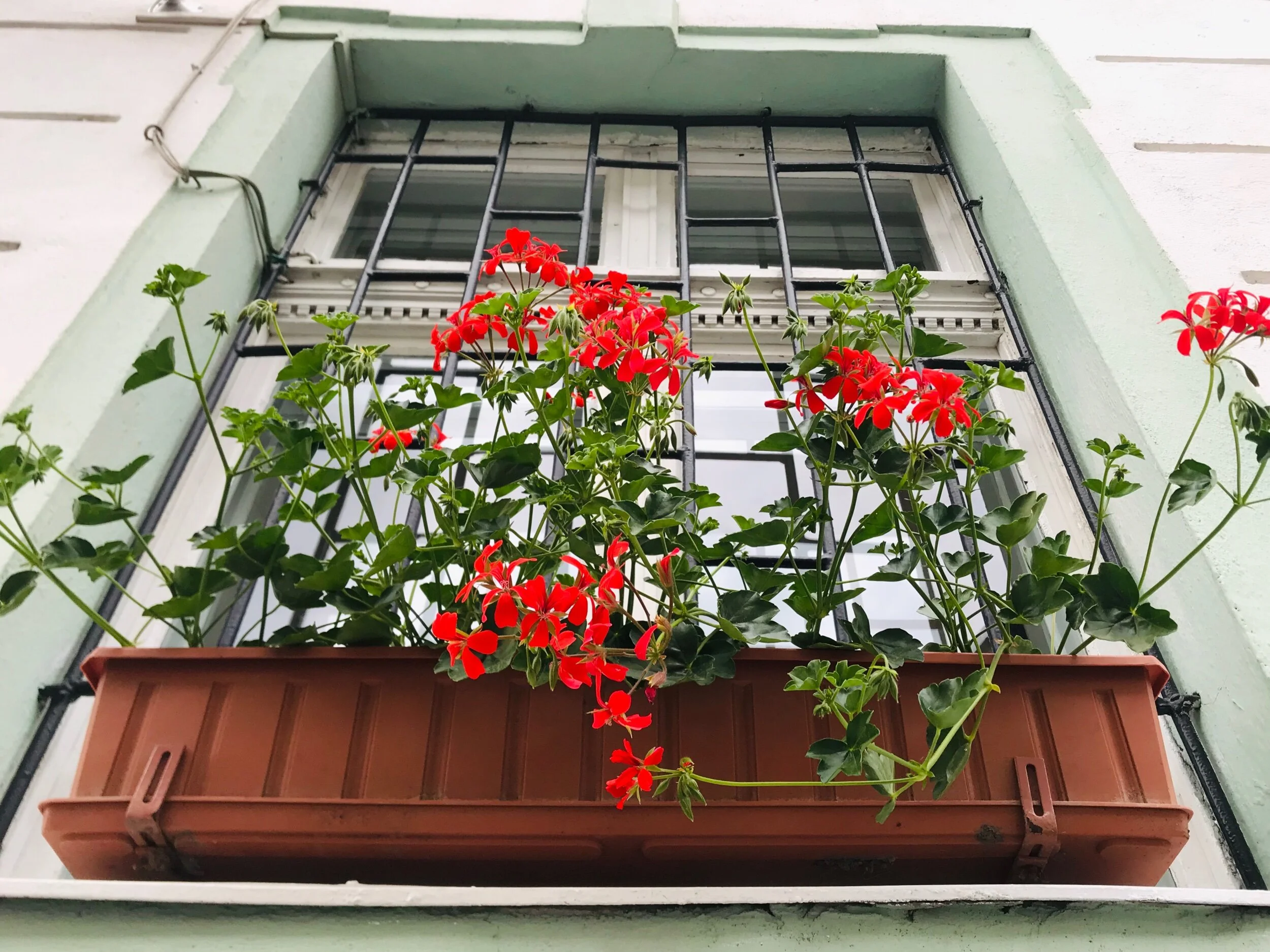 Some buildings have beautiful flower boxes at each window. I think they are so pretty.