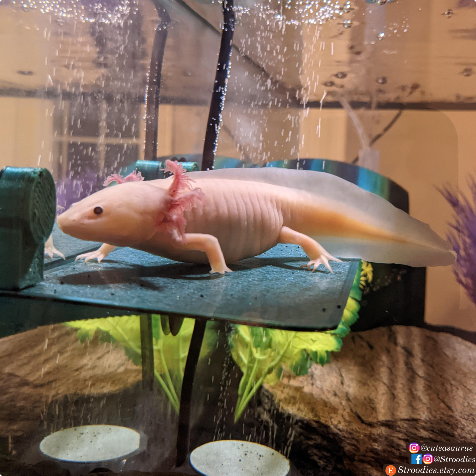 Malachite Lotl.png