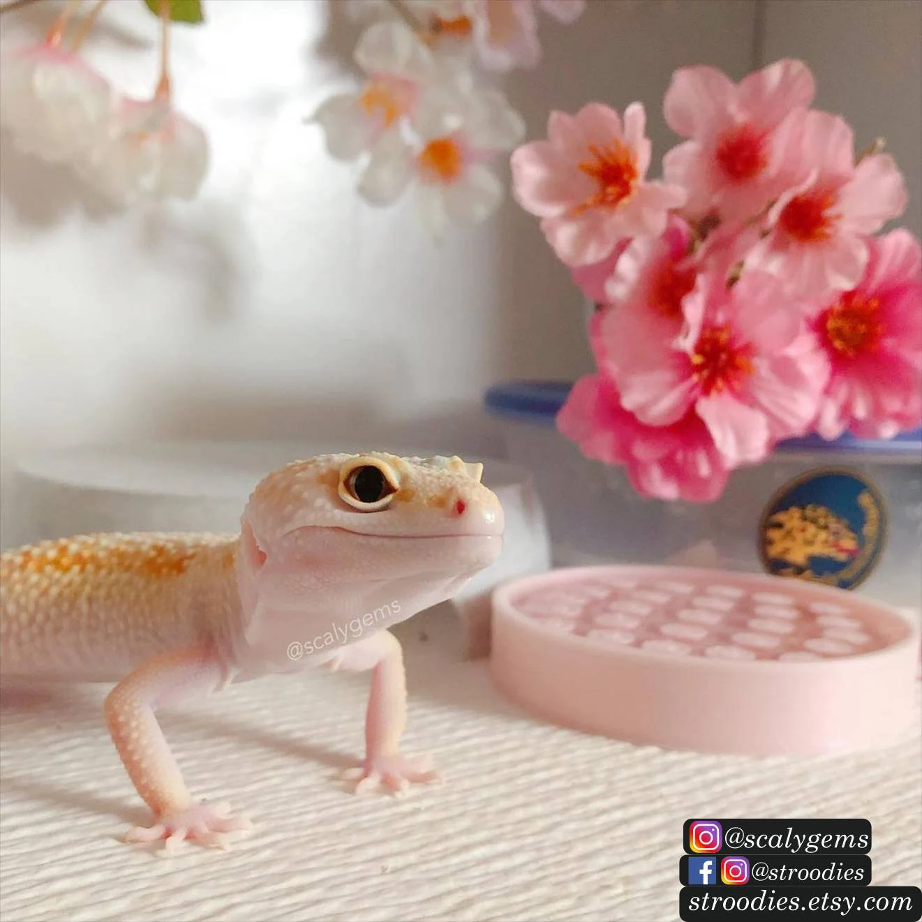 Stroodies Big Water Dish for Leopard Geckos