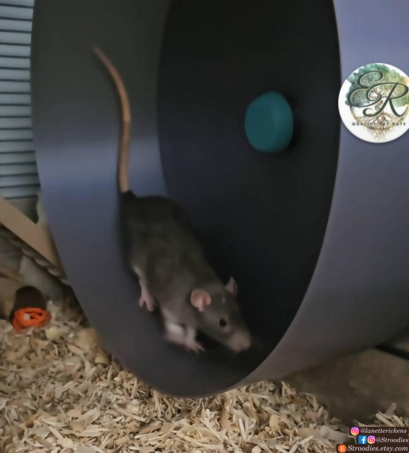 Stroodies 14" SMOOTH Hanging Hamster Wheel (v12.8)