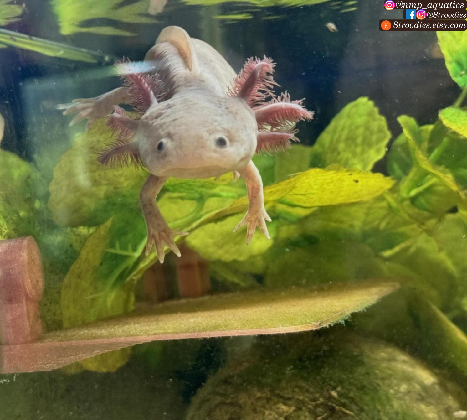 Rose Gold Lotl Ledge.png