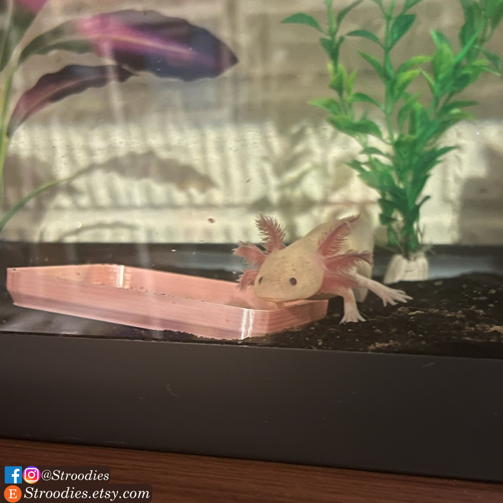 Stroodies 'Lotl Trough | a Dish for Axolotls