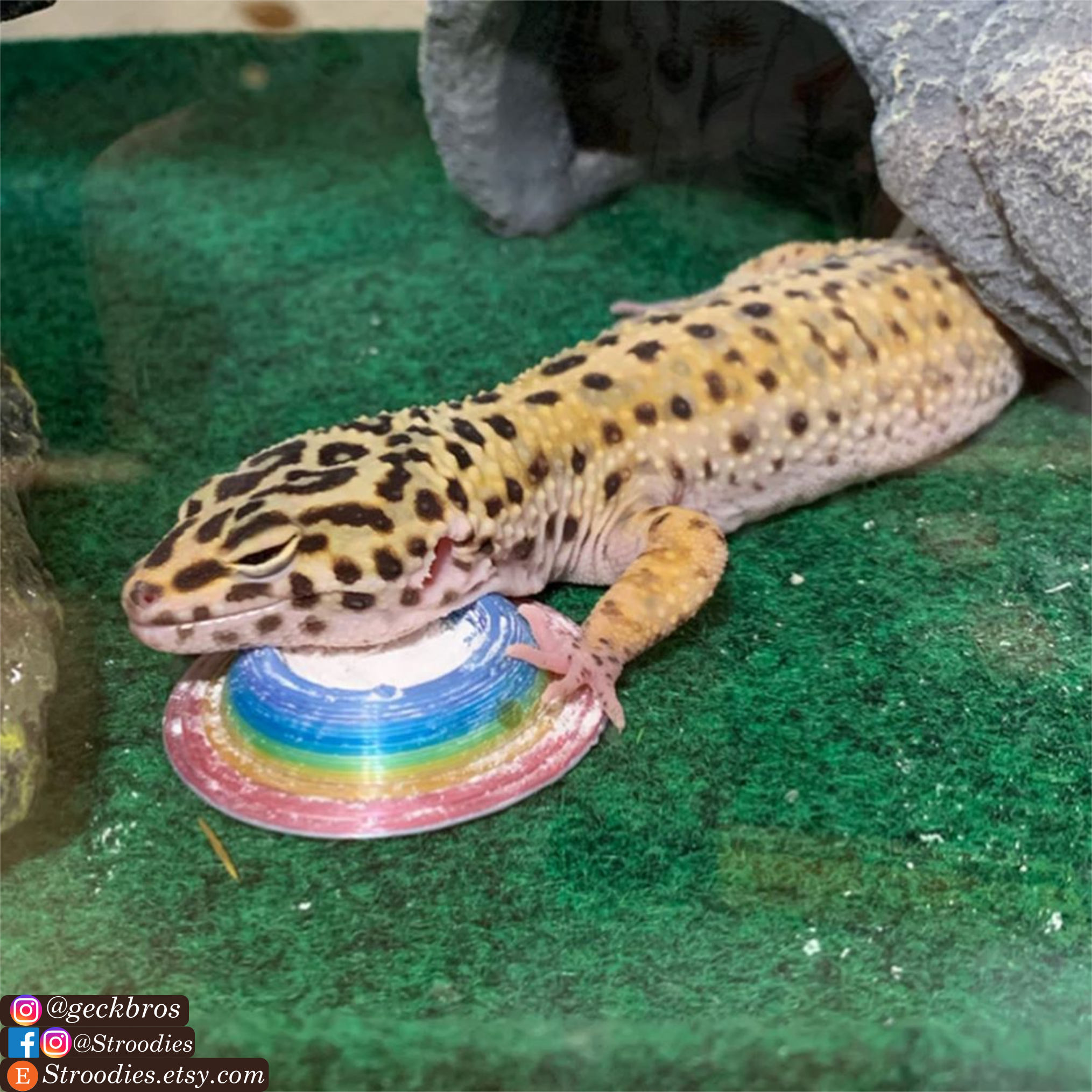 Stroodies Calcium Dish for Leopard Geckos
