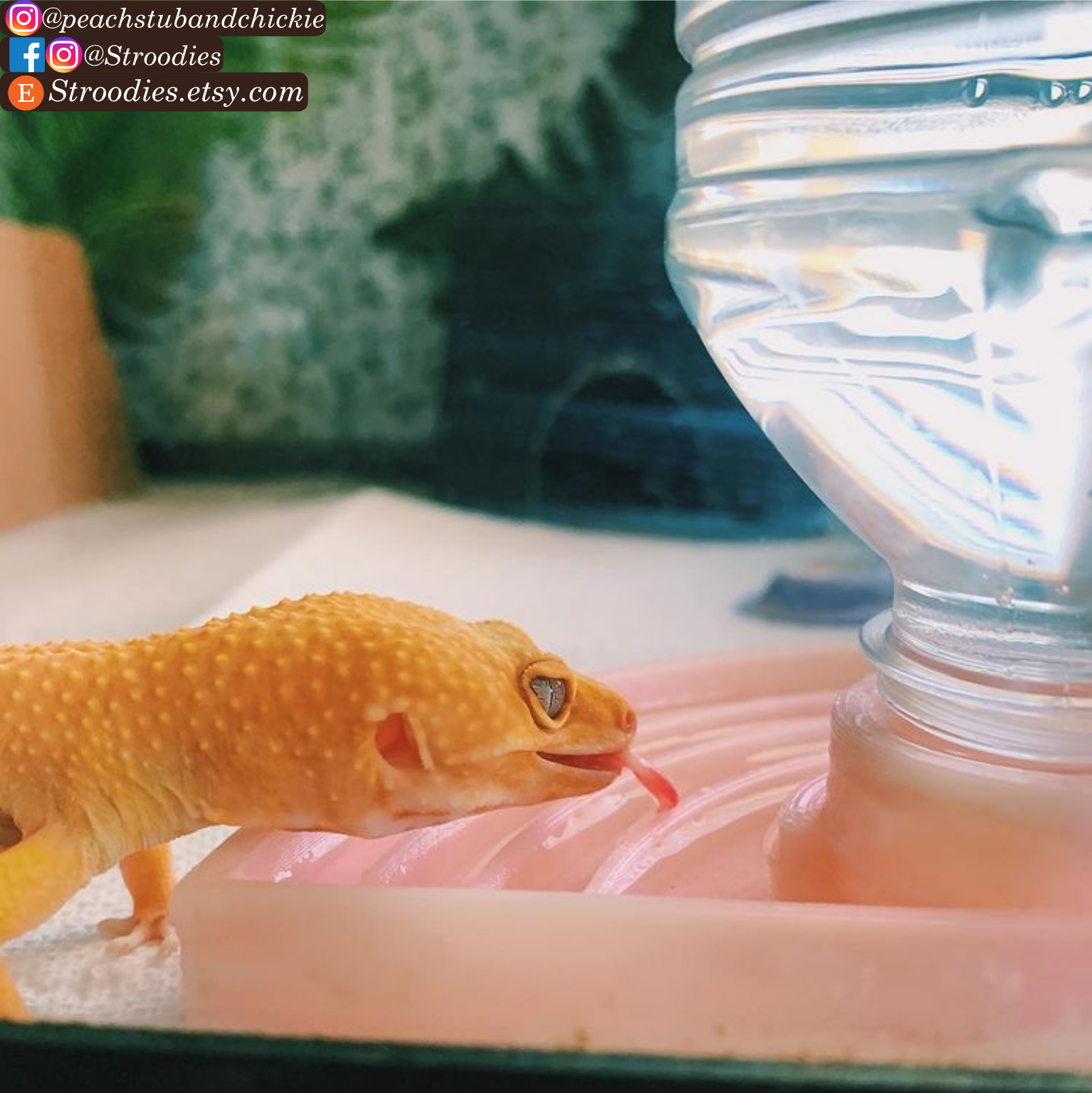 Peach and Pink Opal AutoWater.png