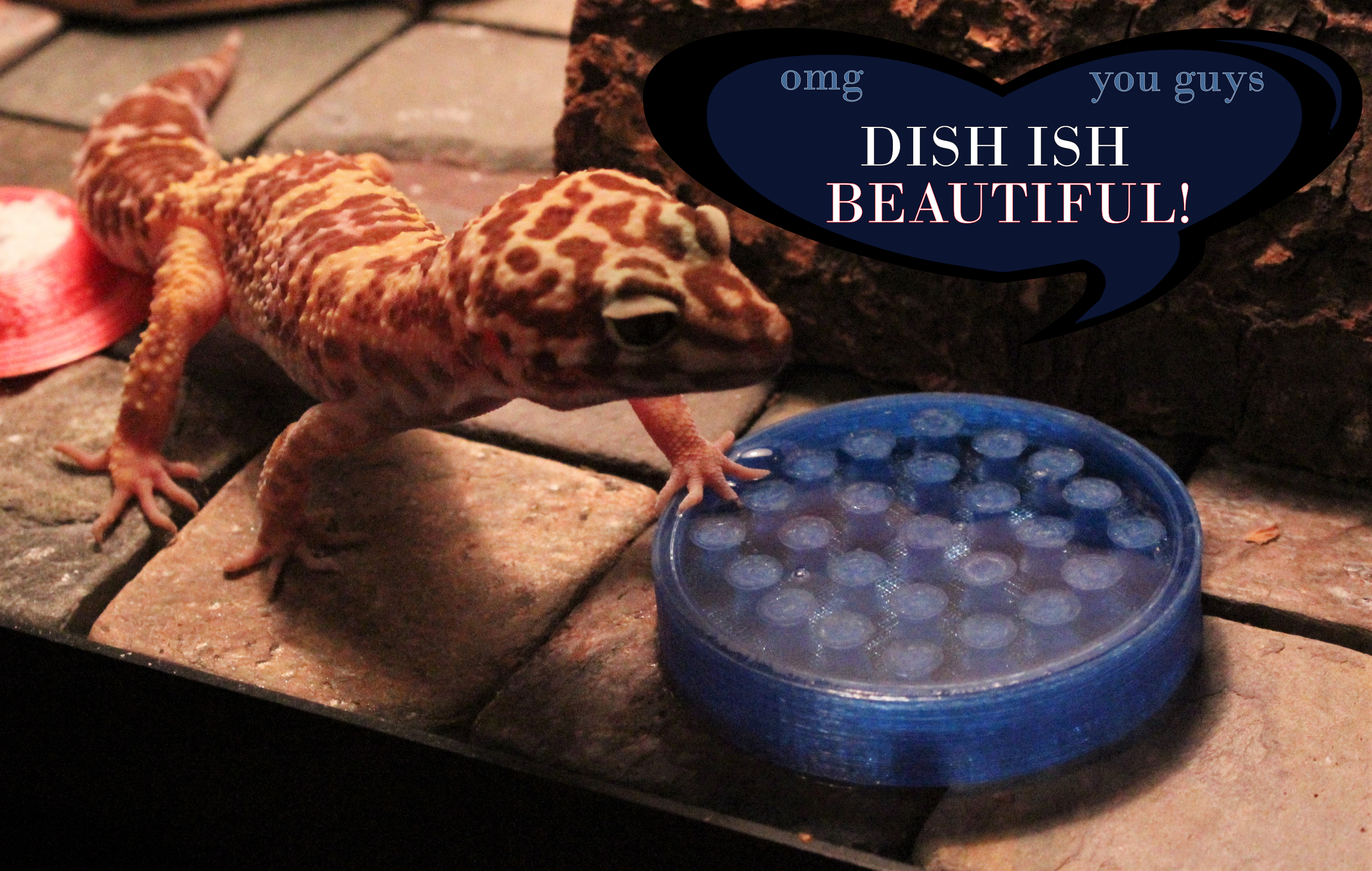 dish ish beautiful.png