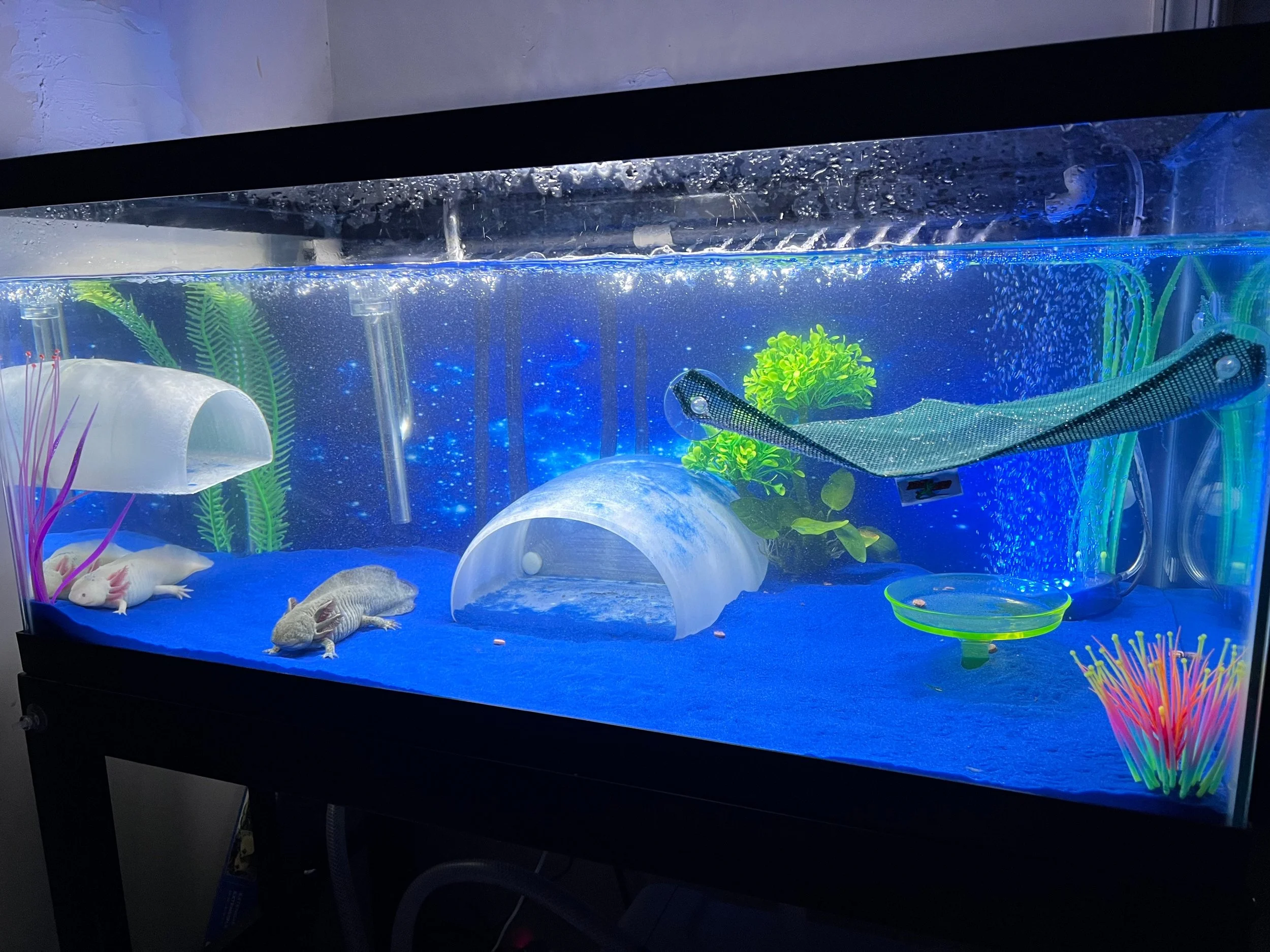 Glowing Rainbow Lotl Lofts.jpg