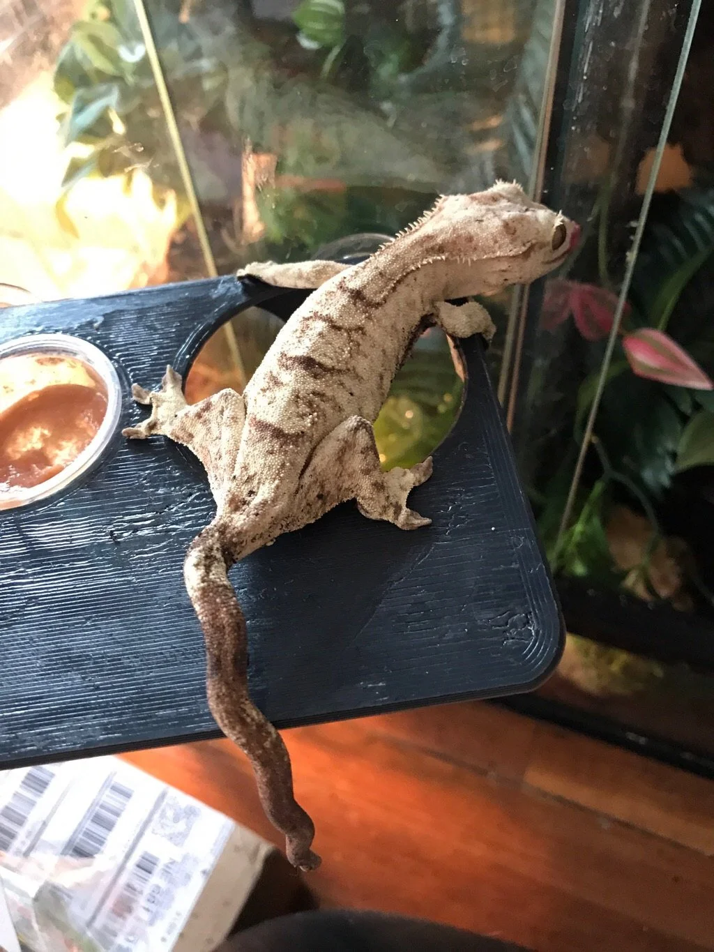 gray w posed gecko.jpg