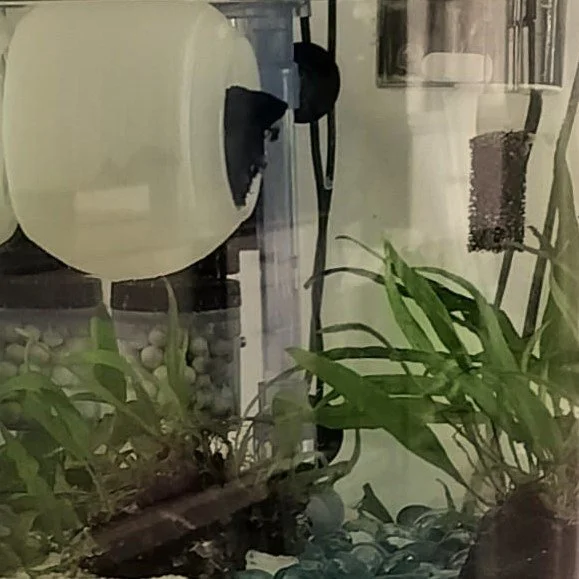 Betta Bubble Glowing Indigo MOD.jpg