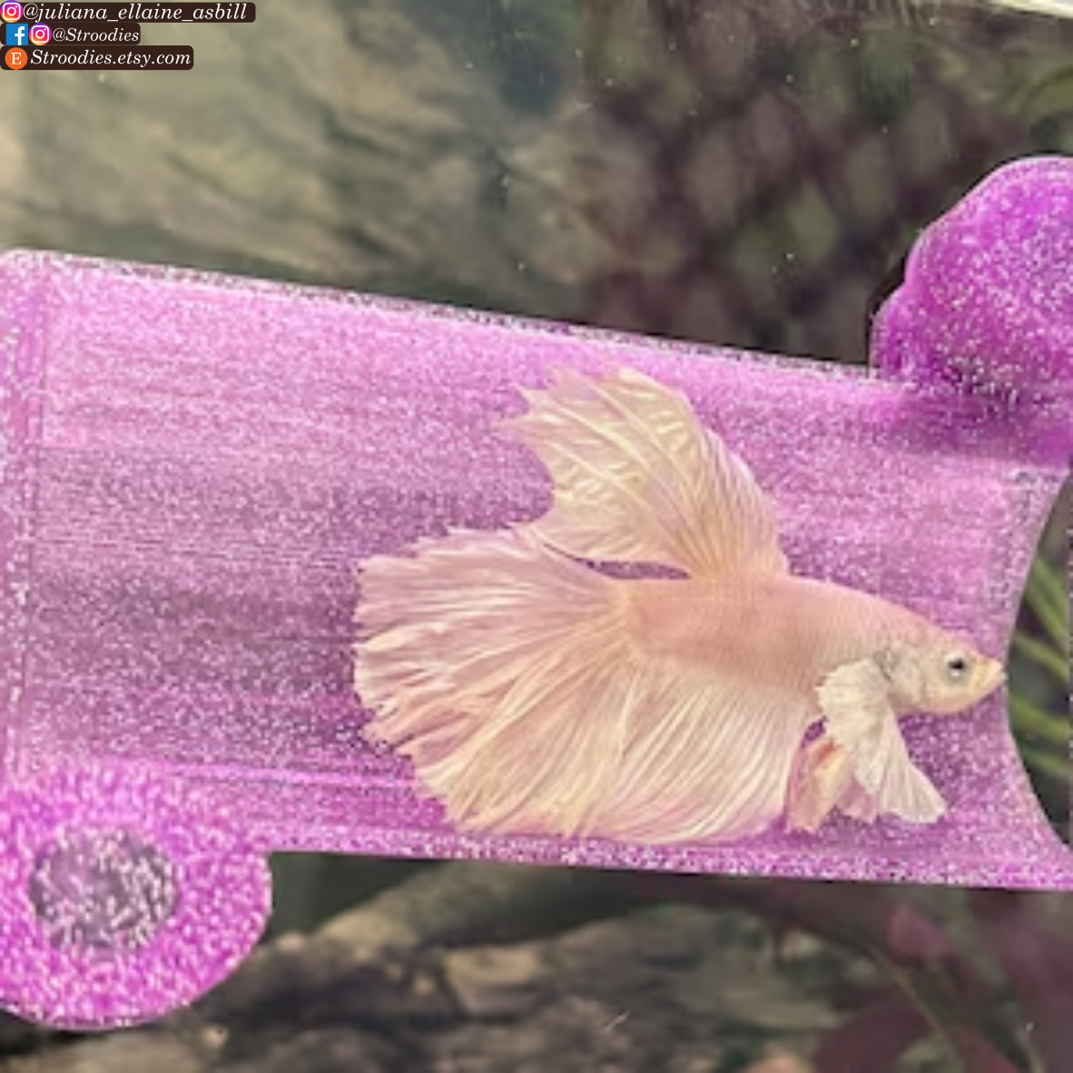 Shining Purple Betta Tunnel.png