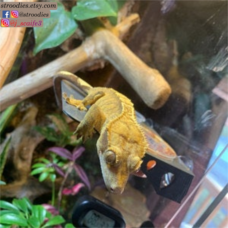 John Scaife Crestie on Premium Ledge.png