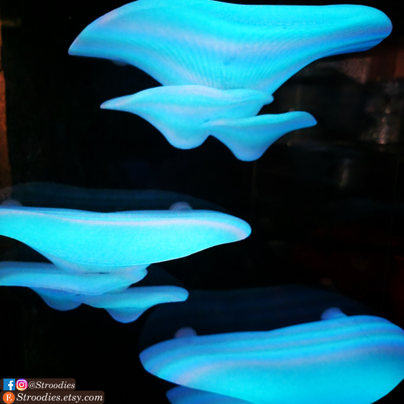 Glowing Rainbow Mushroom Ledges.png
