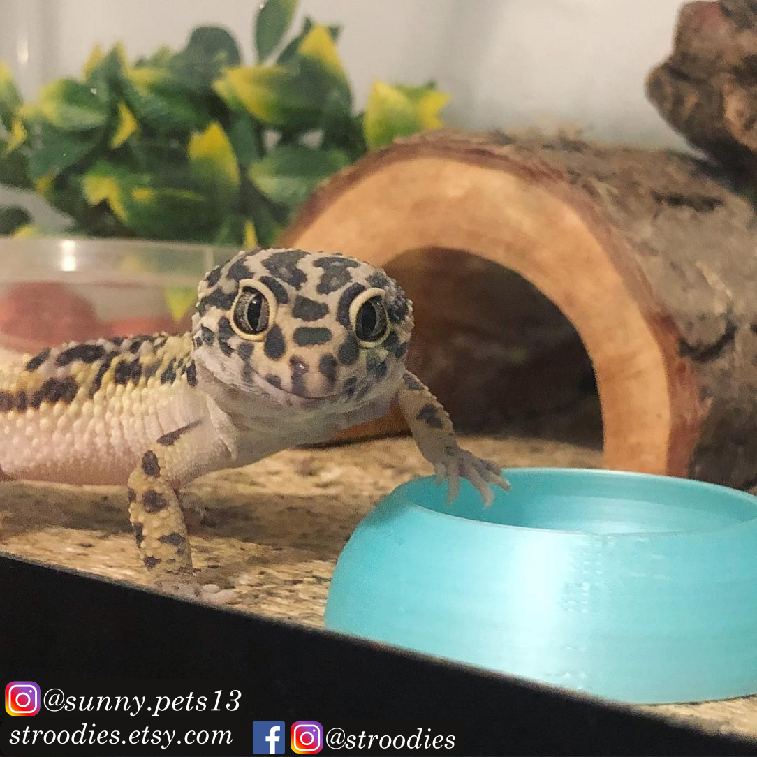 sunny.pets13 SilkyAqua2.png