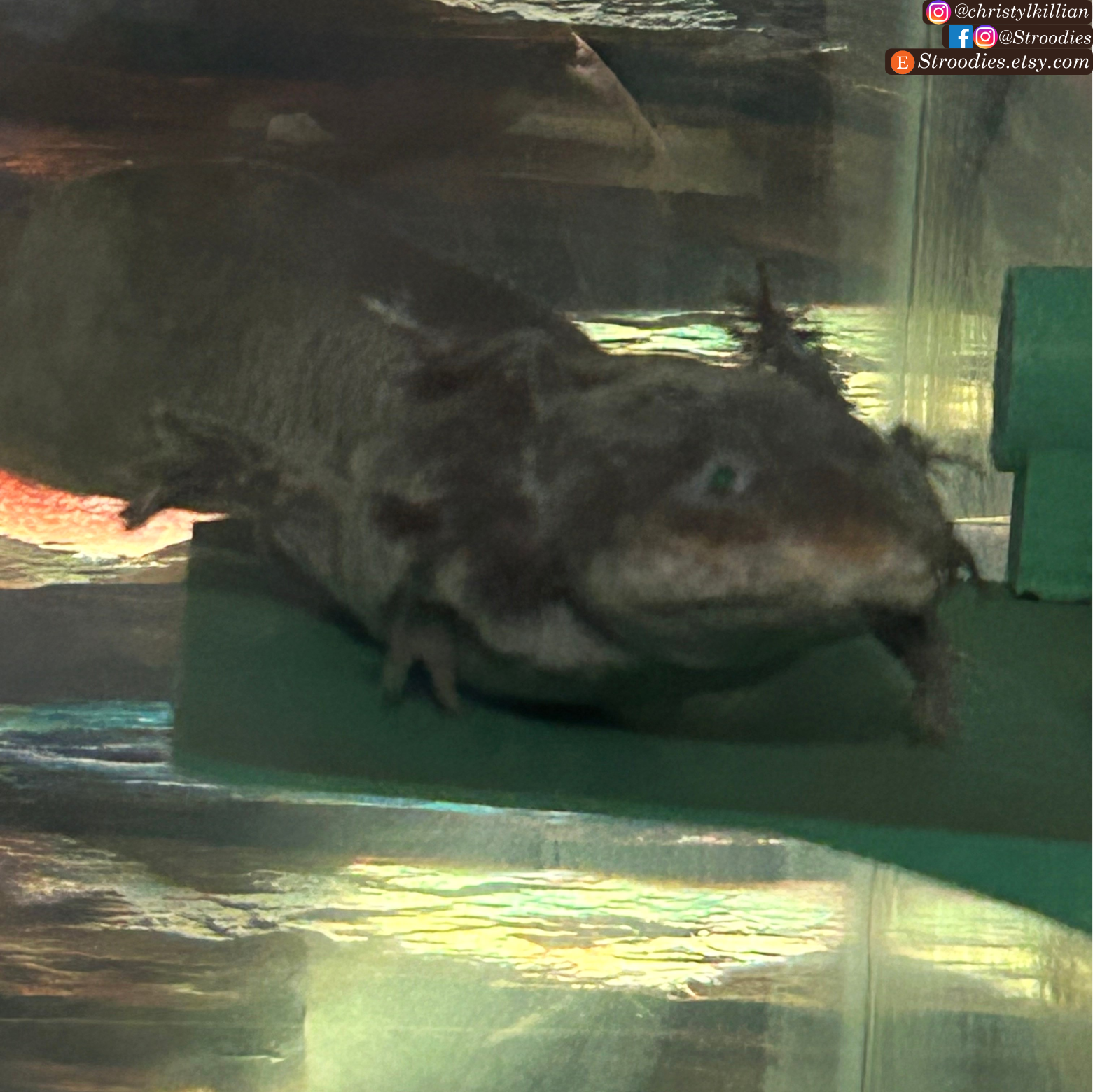 Evergreen Lotl Ledge.png