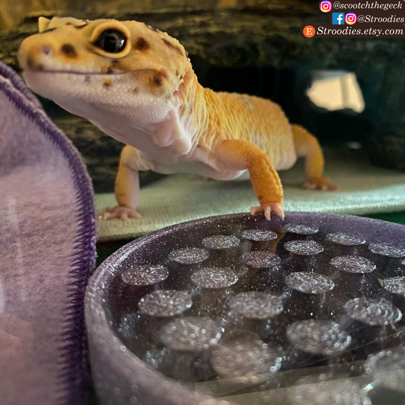 Scootch with Shining Purple Water 3.png