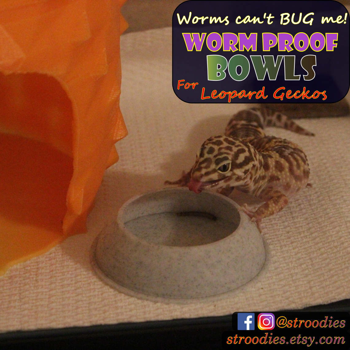 Stroodies WormProof Bowls for Geckos | All Sizes