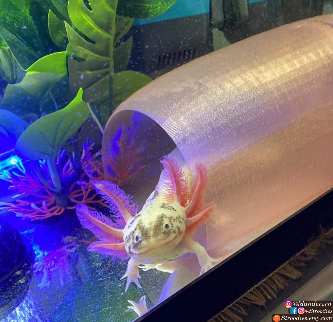 Stroodies Lil' Lotl'Loft Axolotl Hide (Magnetic, AQ-Safe, & Not So Unreasonably Large)