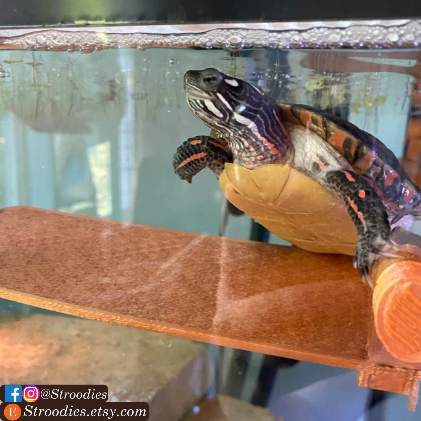 Copper Turtle.png