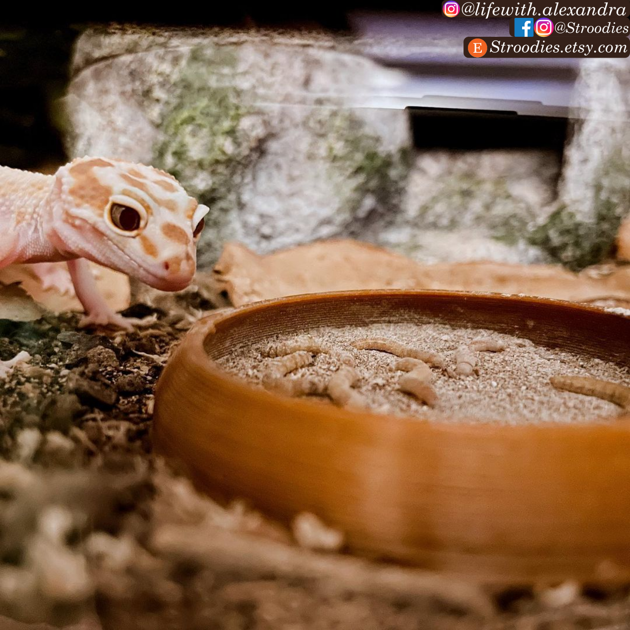 SandbarPremiumFood.png