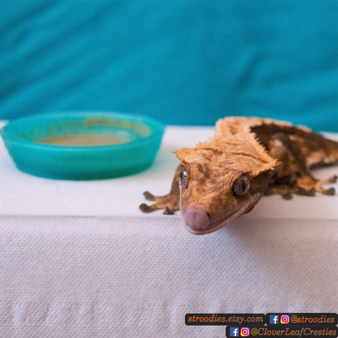 Aqua2ozwithgecko2.png