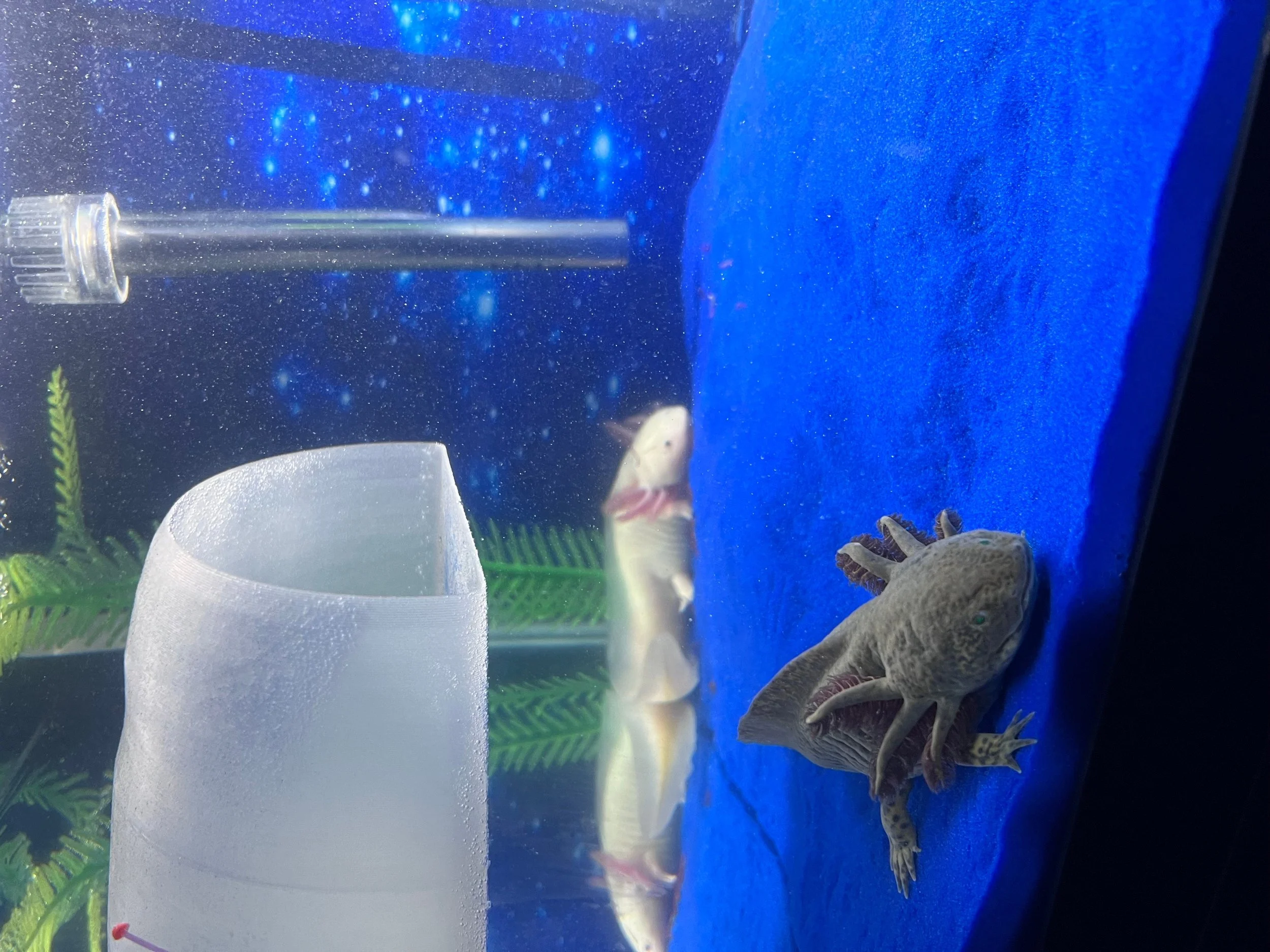 Glowing Rainbow Lil Lotl Loft.jpg