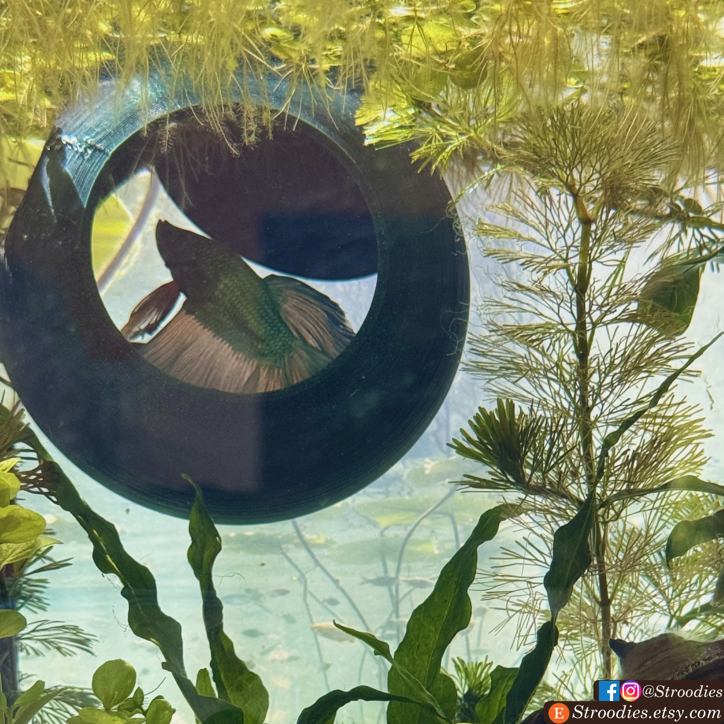 MalachiteBettaBubble.png
