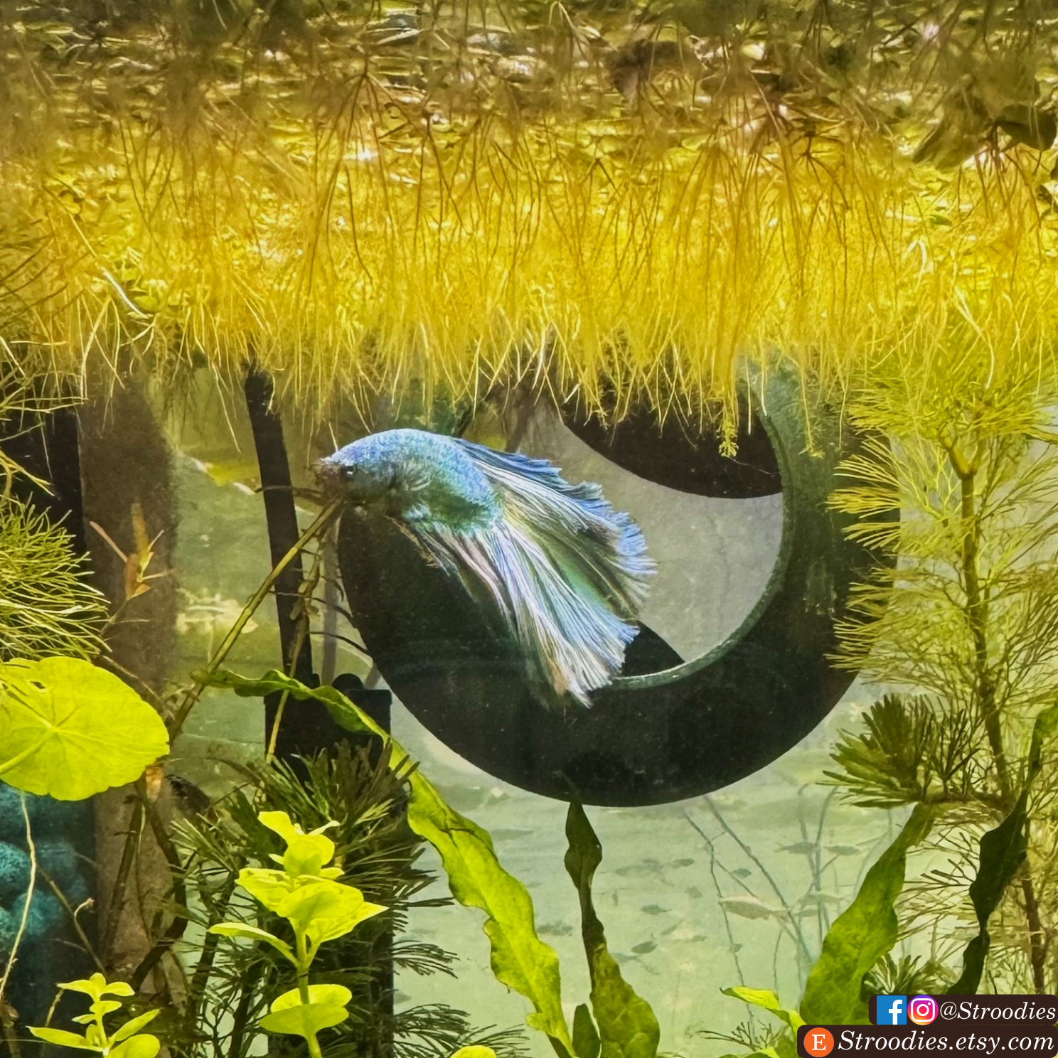 MalachiteBettaBubble2.png