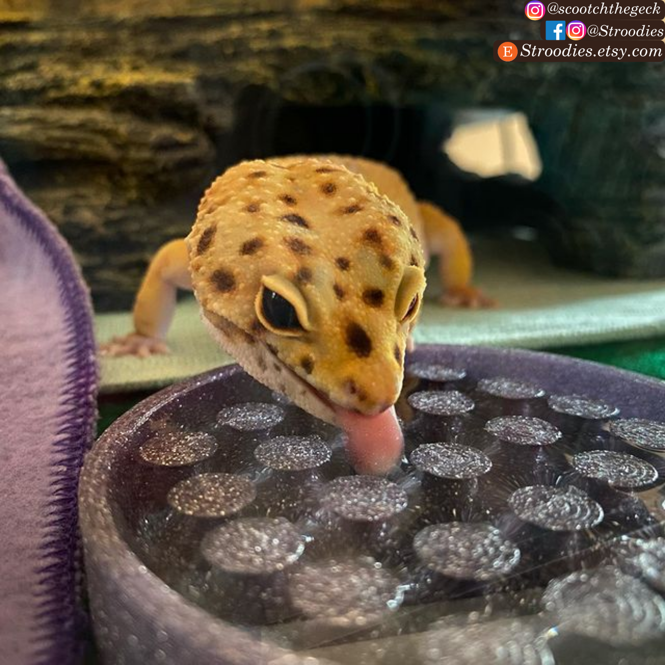 Scootch with Shining Purple Water 2.png