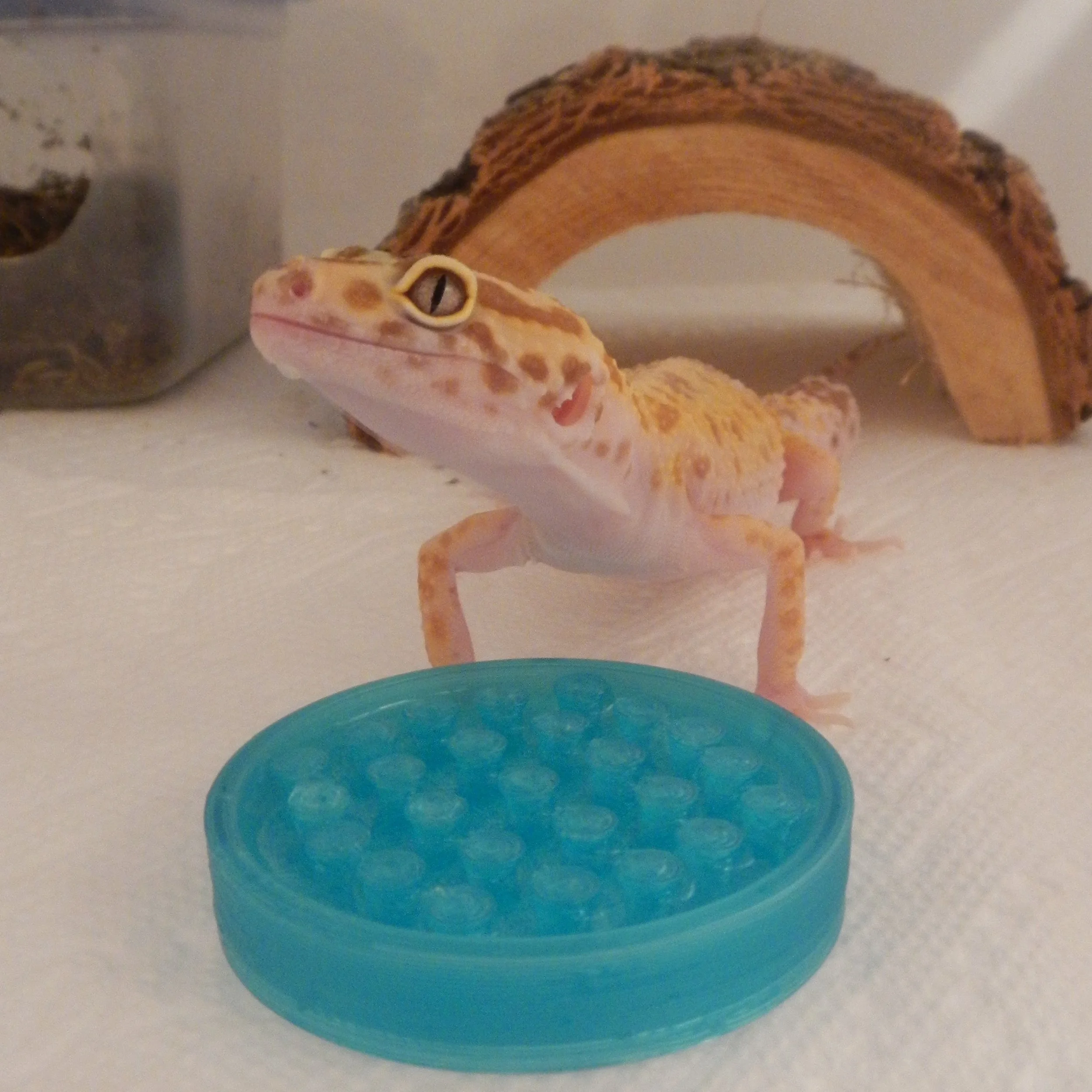 Chrissy's Clemintine.jpg