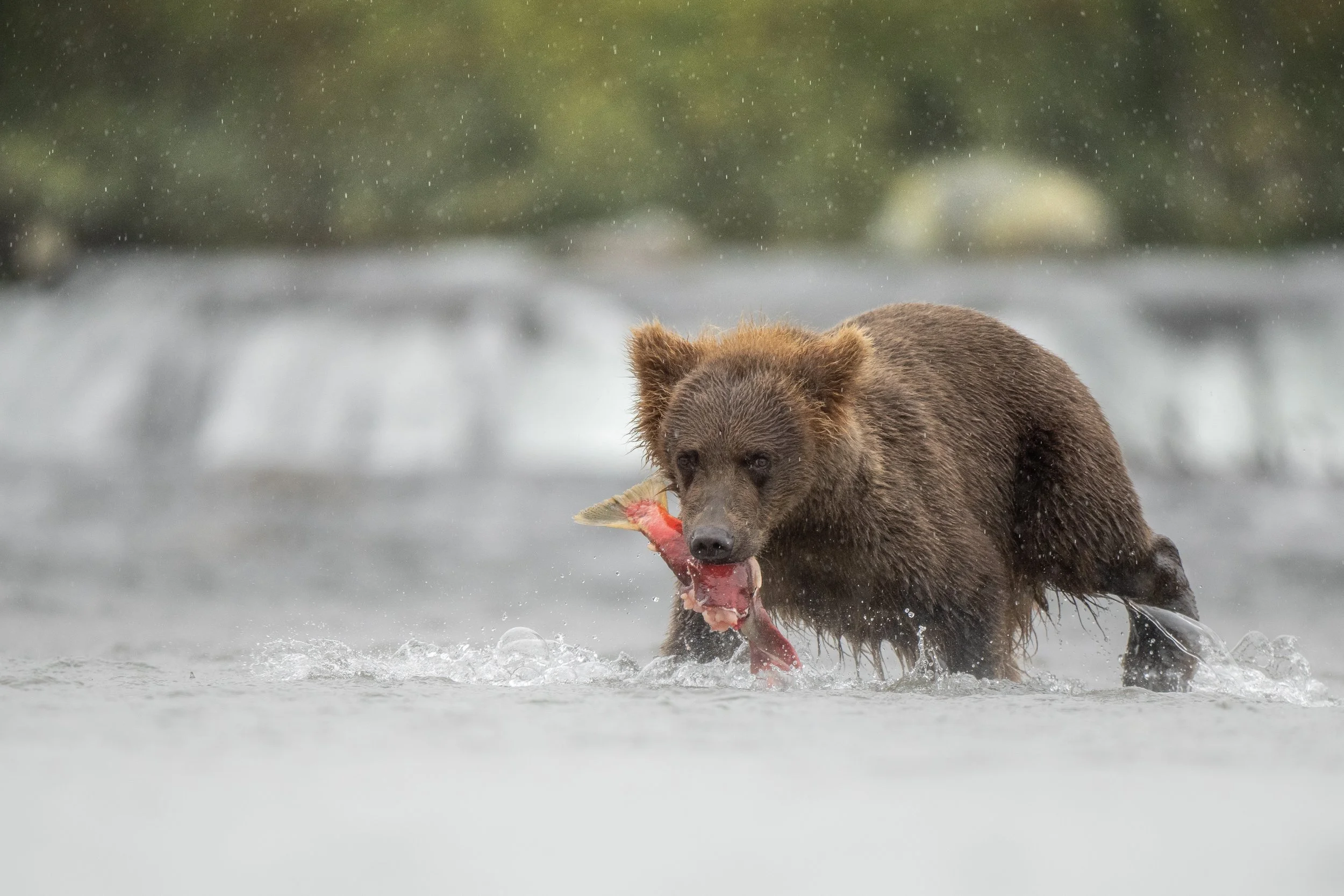 cub2x3.jpg