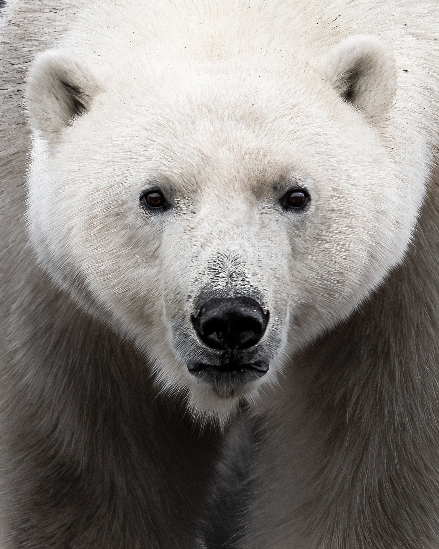 polarbear4x5-3-DeNoiseAI-standard.jpg