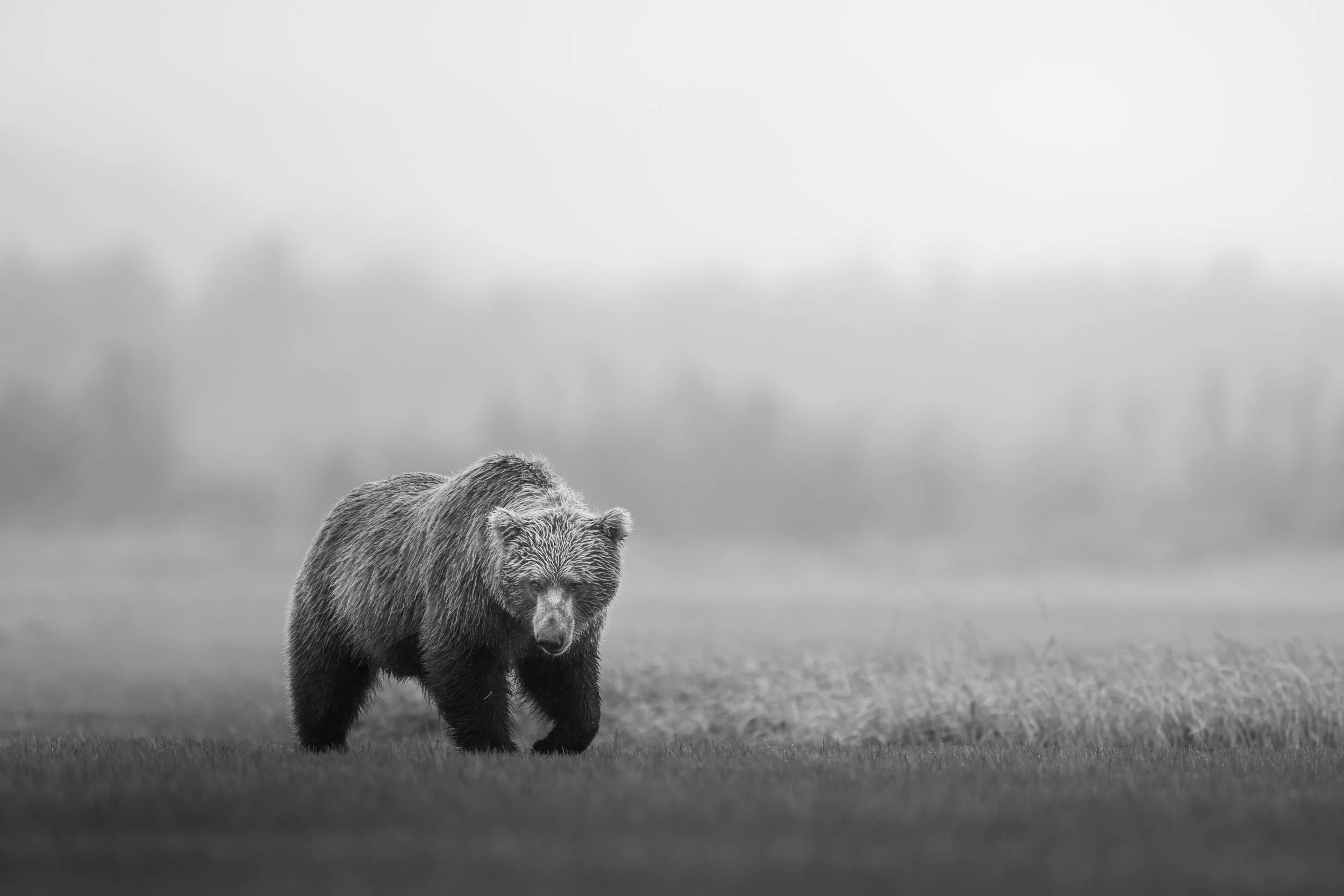 bear bw.jpg
