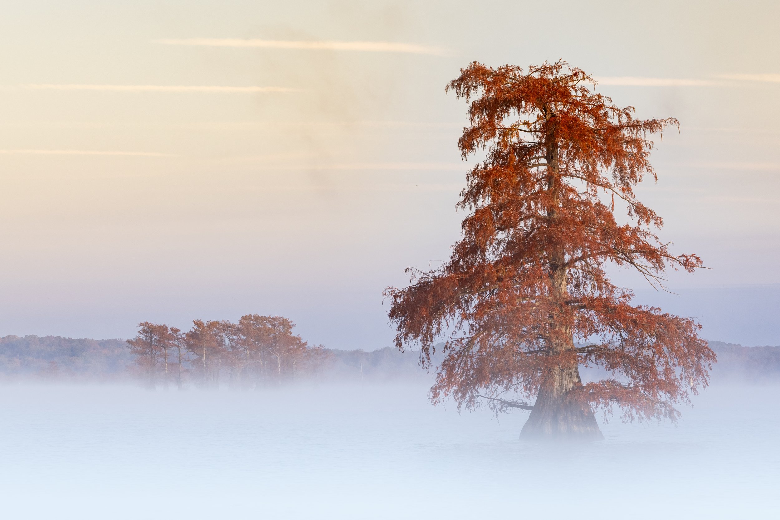 2025-11-20 [Southern Cypress Swamps Caddo Lake - Jon Kuiper]-25.jpg