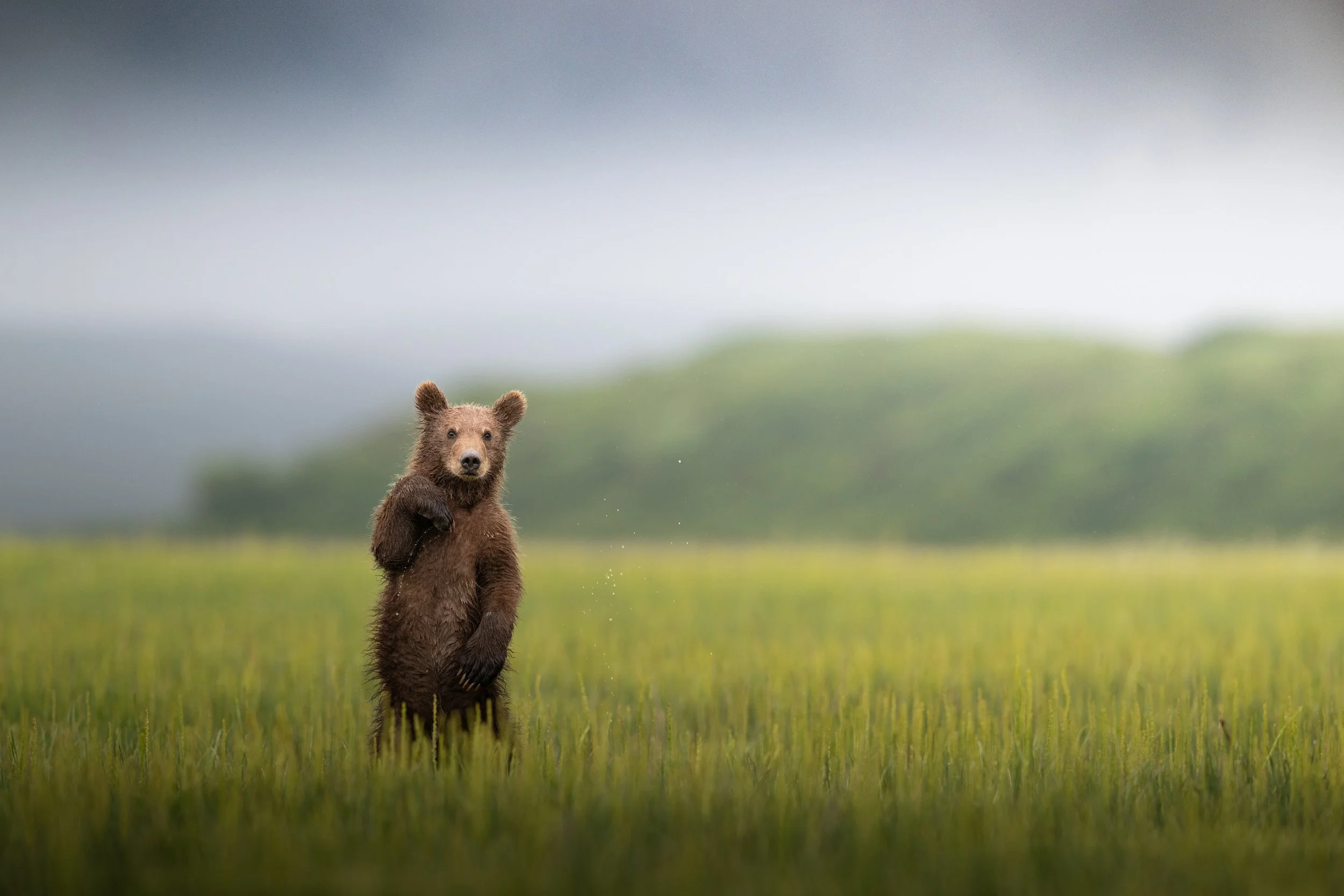 standing tall.jpg