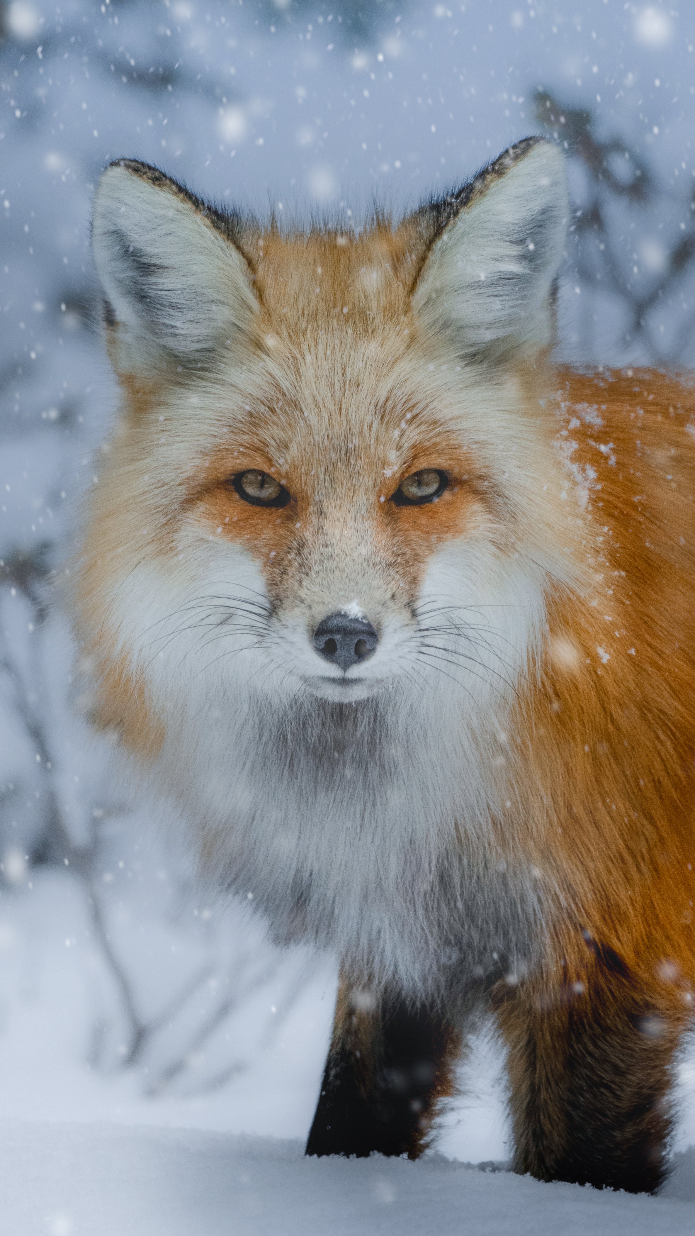 YNPfox2x3 PS snow.JPG