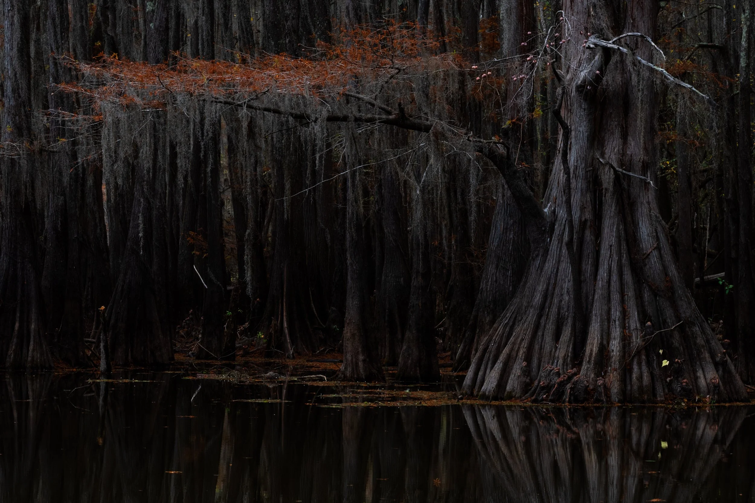 2025-11-20 [Southern Cypress Swamps Caddo Lake - Jon Kuiper]-15.jpg