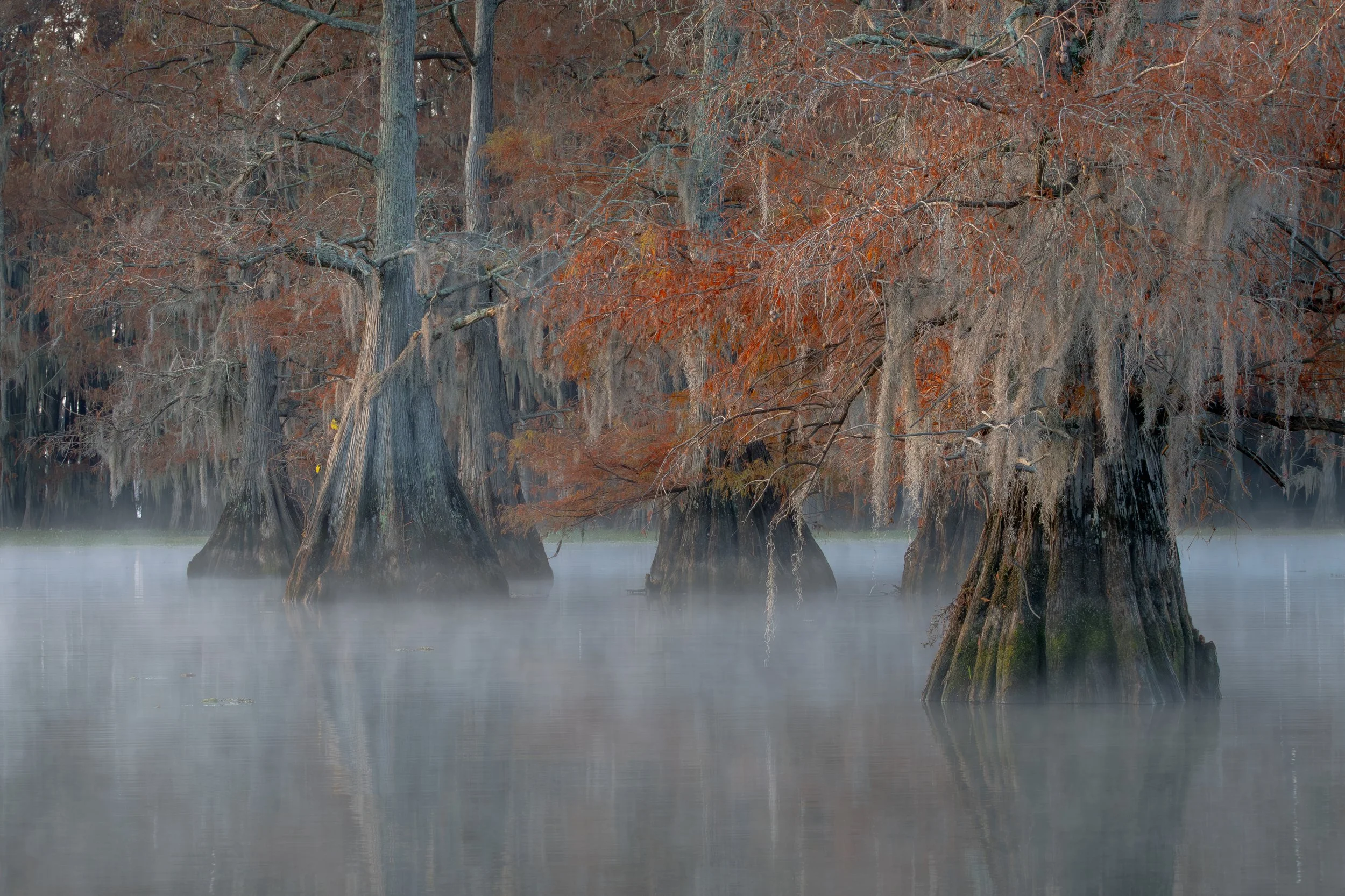 2025-11-20 [Southern Cypress Swamps Caddo Lake - Jon Kuiper]-21.jpg