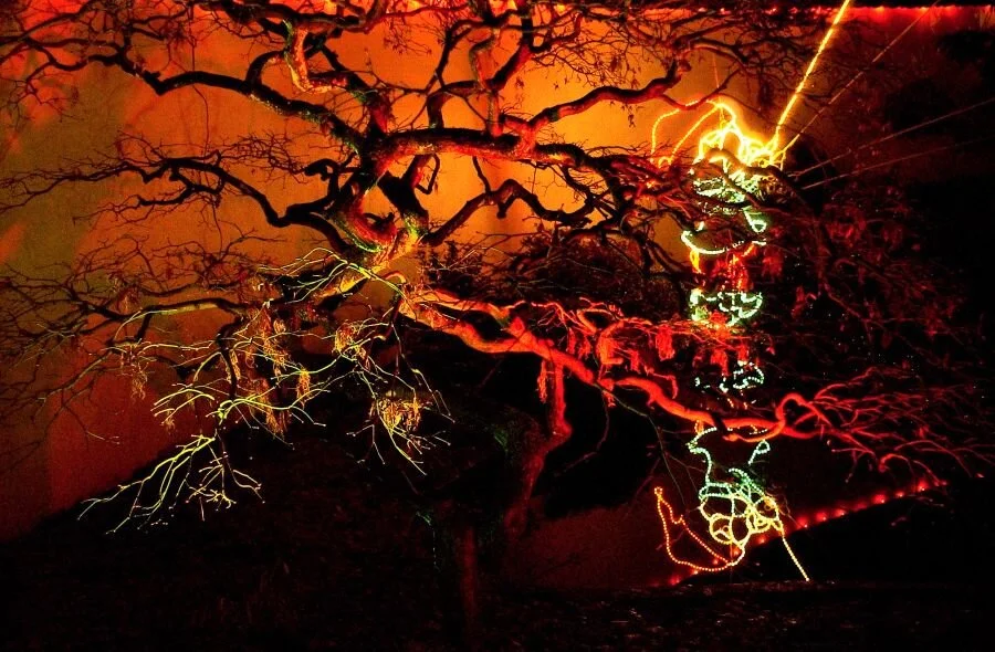 Metaphysical Tree #4.JPG