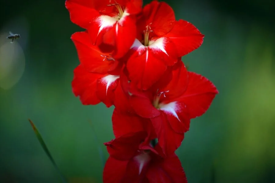 Flower Images Folder #444 019.JPG