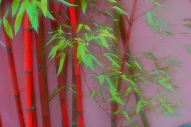 Bamboo Re-sized #809.jpg