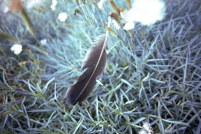 Feather in Grass #252.jpg