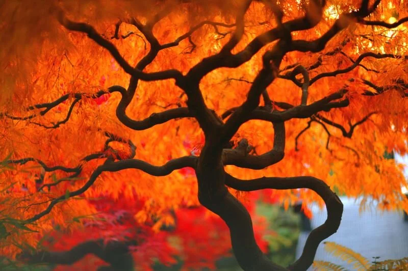 Japanese Maple Tree #2324.jpg