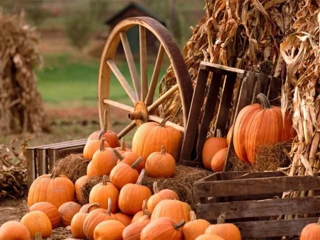 Pumpkin Patch
