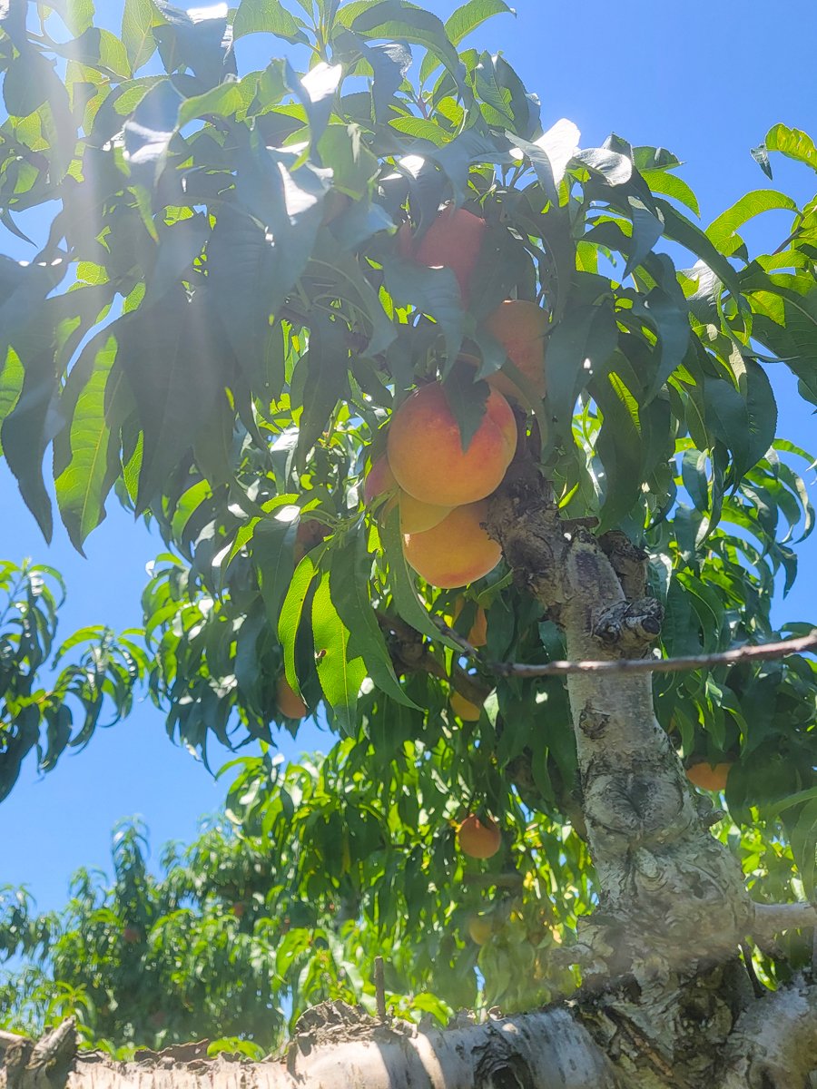 family summer chiles peach orchard crozet virginia July 2022-55.jpg