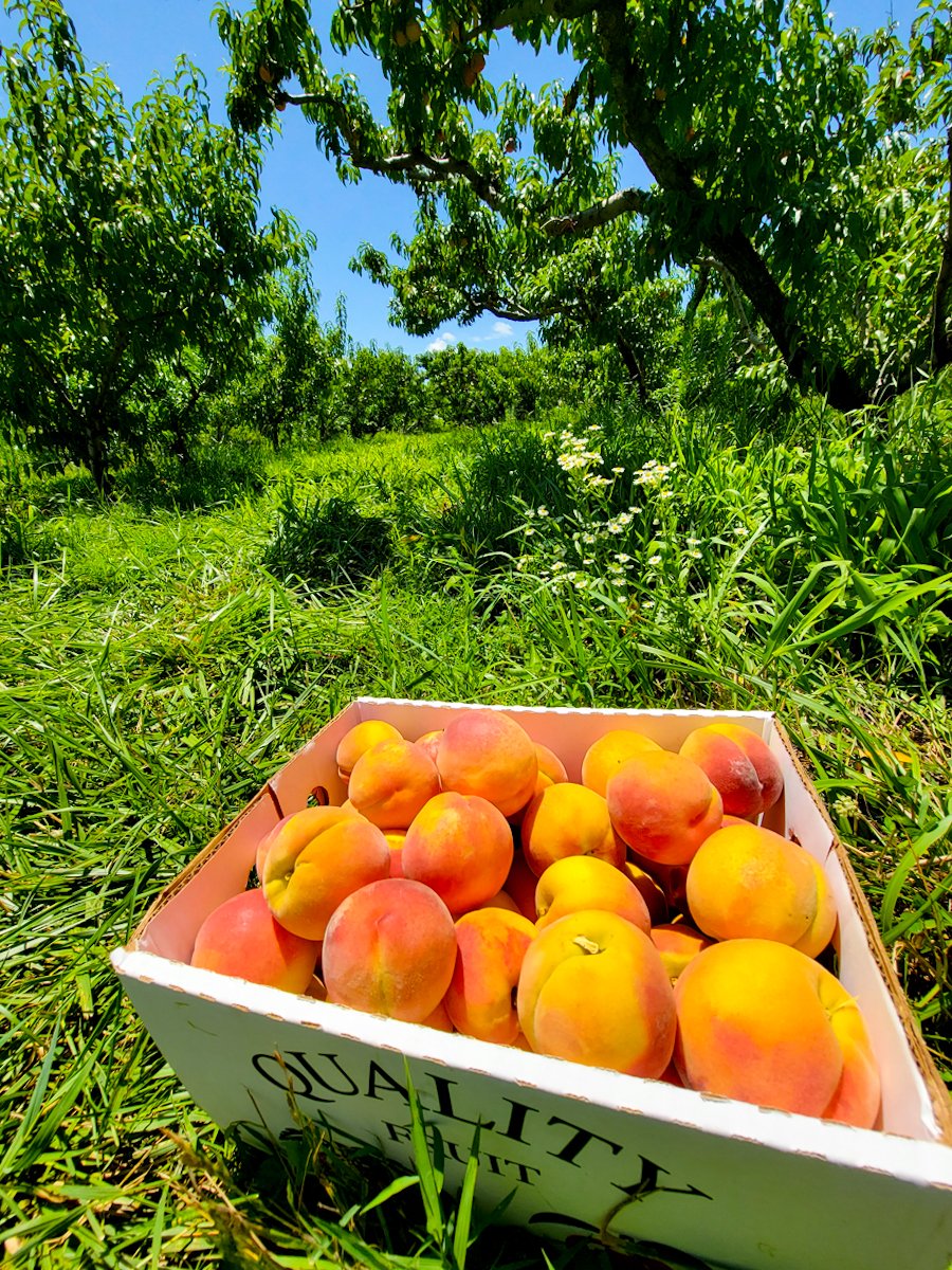 family summer chiles peach orchard crozet virginia July 2022-25.jpg