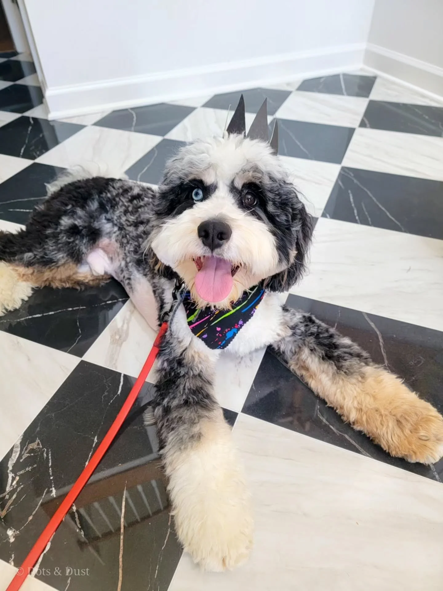 Happy 1st Birthday, Remington Winchester Peterman! We love you so much, sweet pup! 🐾🥳🎉🎁