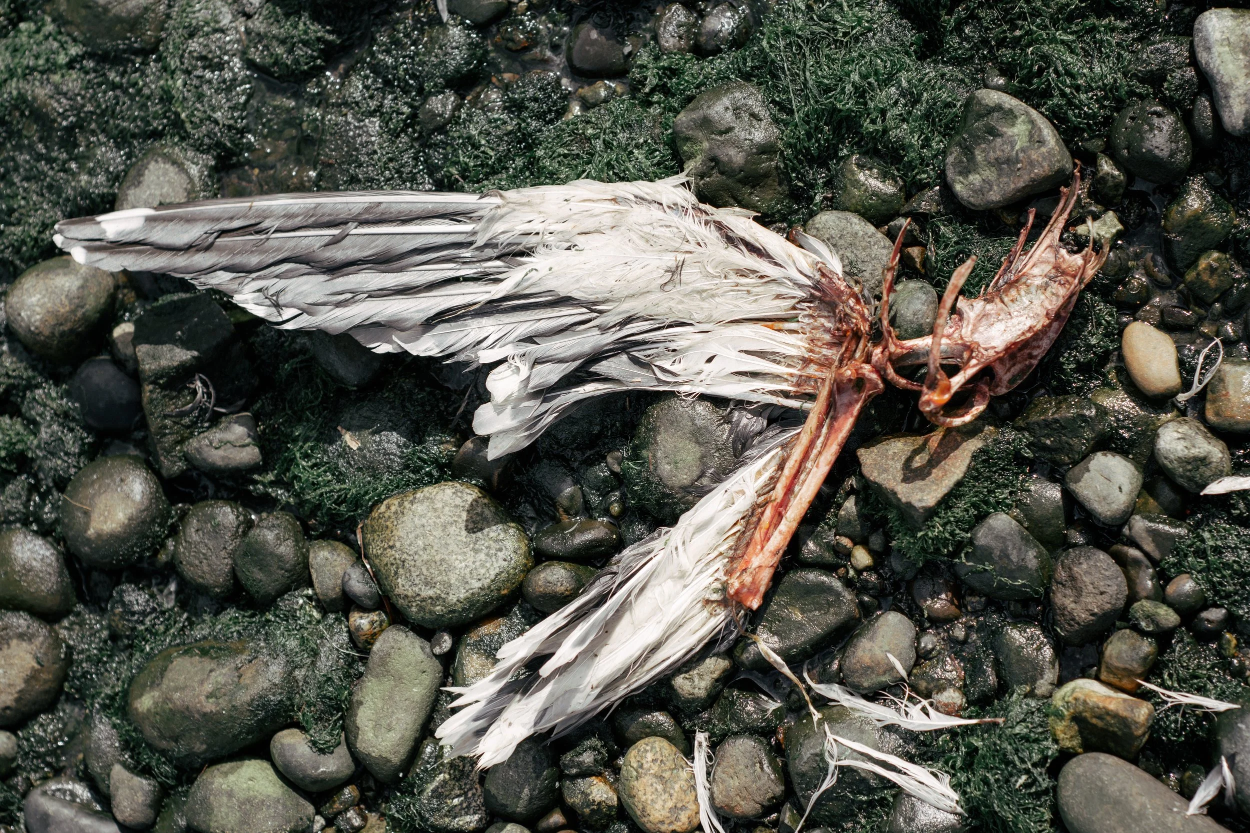 sarai9.jpg