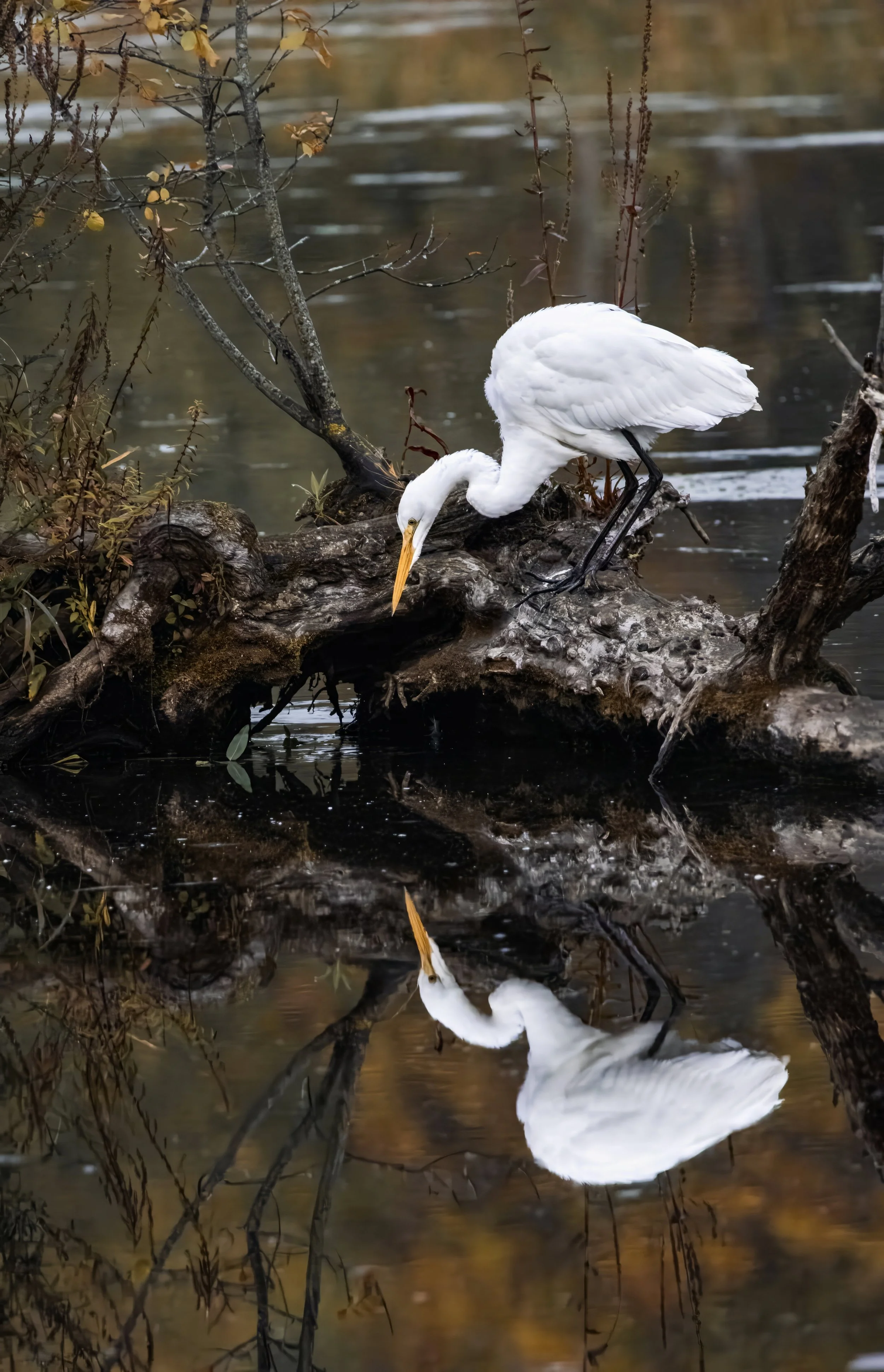 Where Has The Water Gone by Claire Fillon