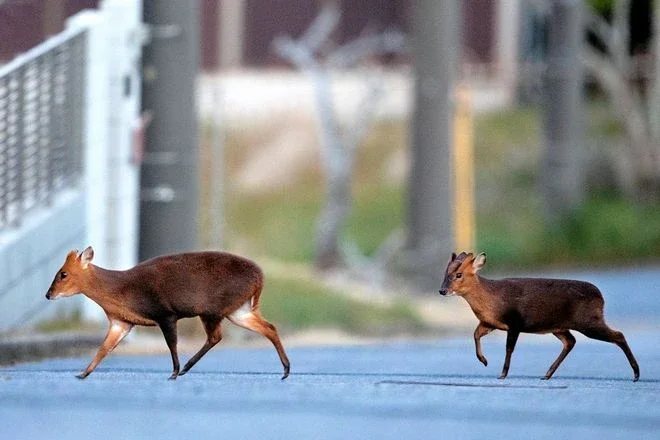 Chiba’s deer problem